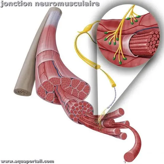 neuromuscu.webp